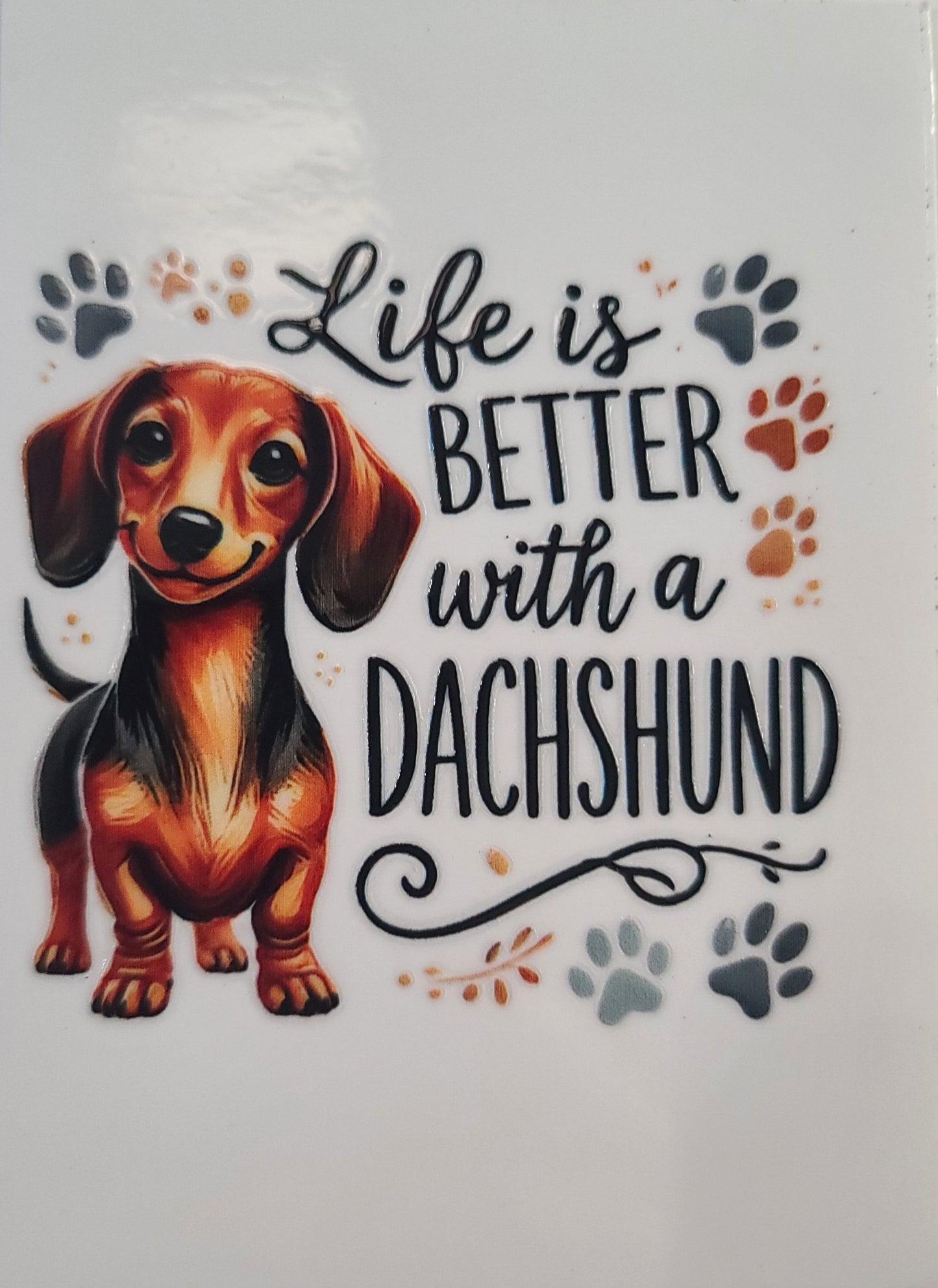 Dachshund