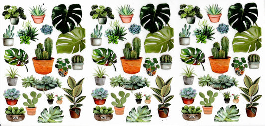 Plants