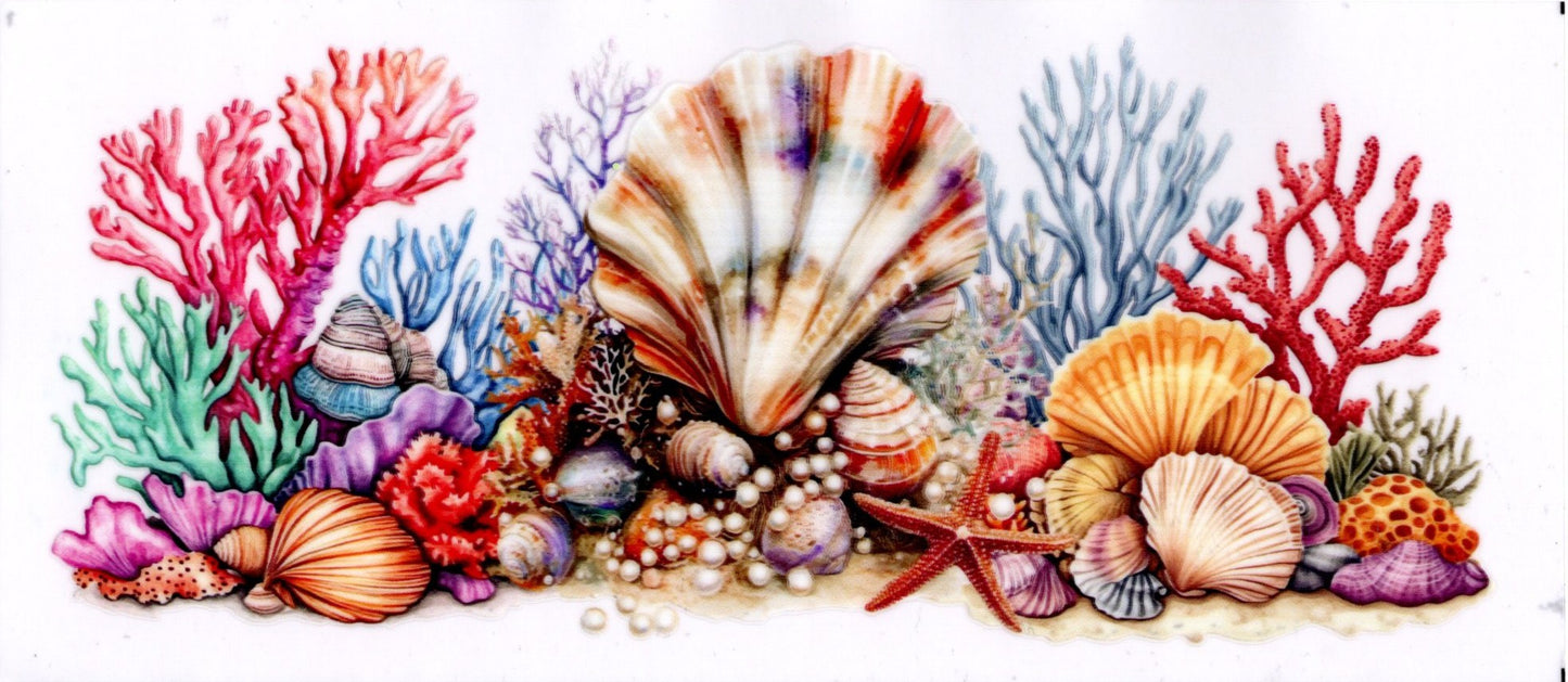 Seashells