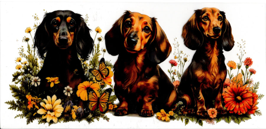 Dachshunds